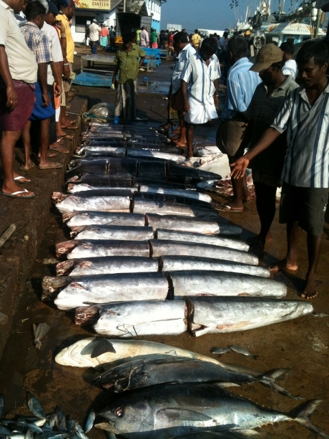 Fischversteigerung um 8Uhr in Mirissa Hafen