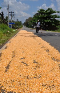 Mais zum Trocknen auf der Fahrbahn, der von Mann mit Besen geschützt wird